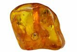 Detailed Fossil Beetle (Coleoptera) In Baltic Amber #135061-1